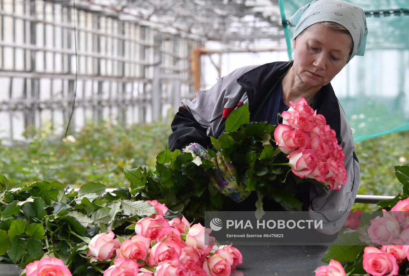 Выращивание цветов к Международному женскому дню
