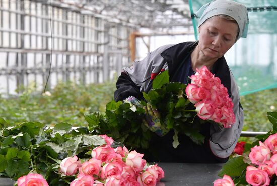 Выращивание цветов к Международному женскому дню 