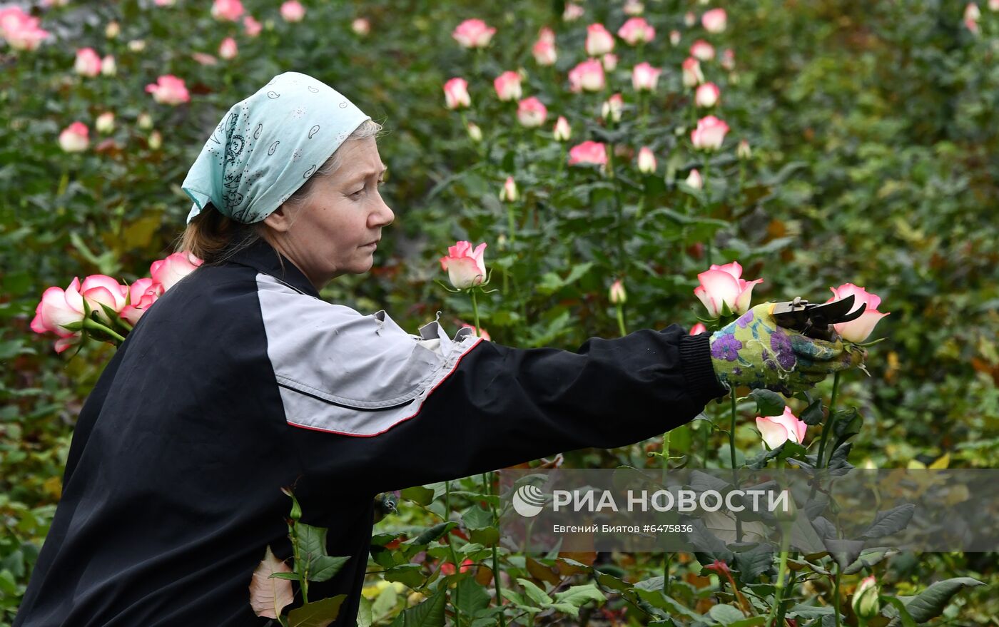 Выращивание цветов к Международному женскому дню