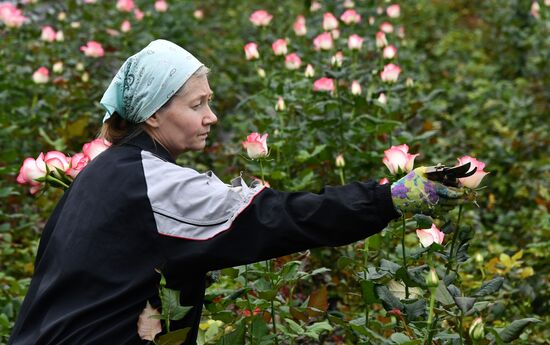 Выращивание цветов к Международному женскому дню 