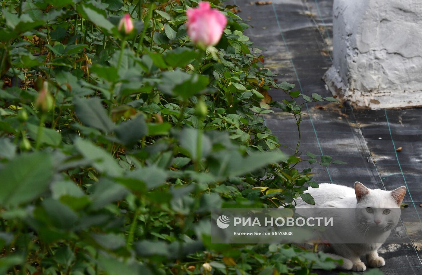 Выращивание цветов к Международному женскому дню