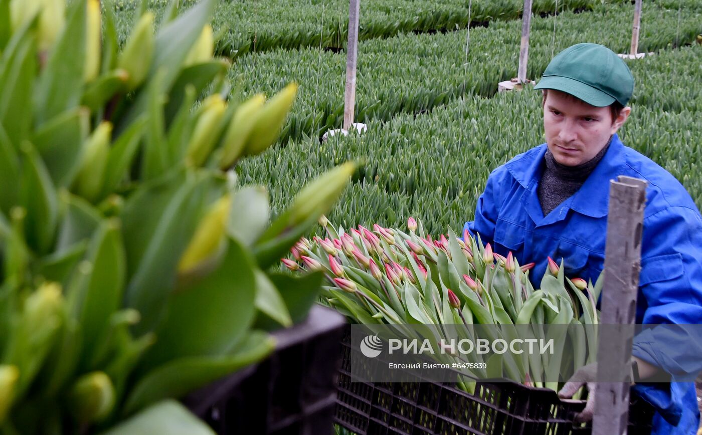 Выращивание цветов к Международному женскому дню