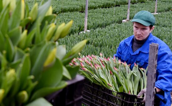 Выращивание цветов к Международному женскому дню 