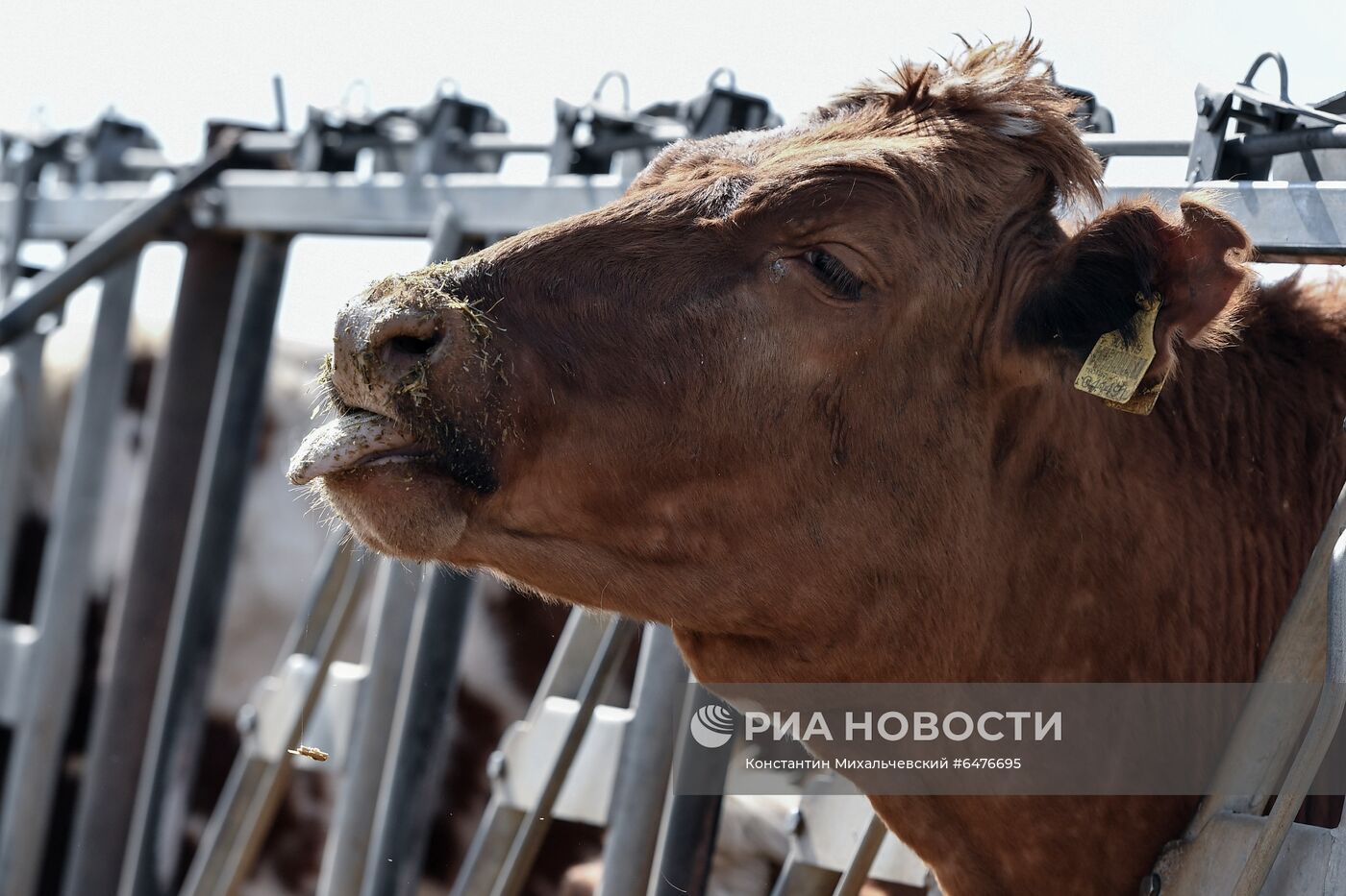 Животноводческое хозяйство "Партизан" в Крыму