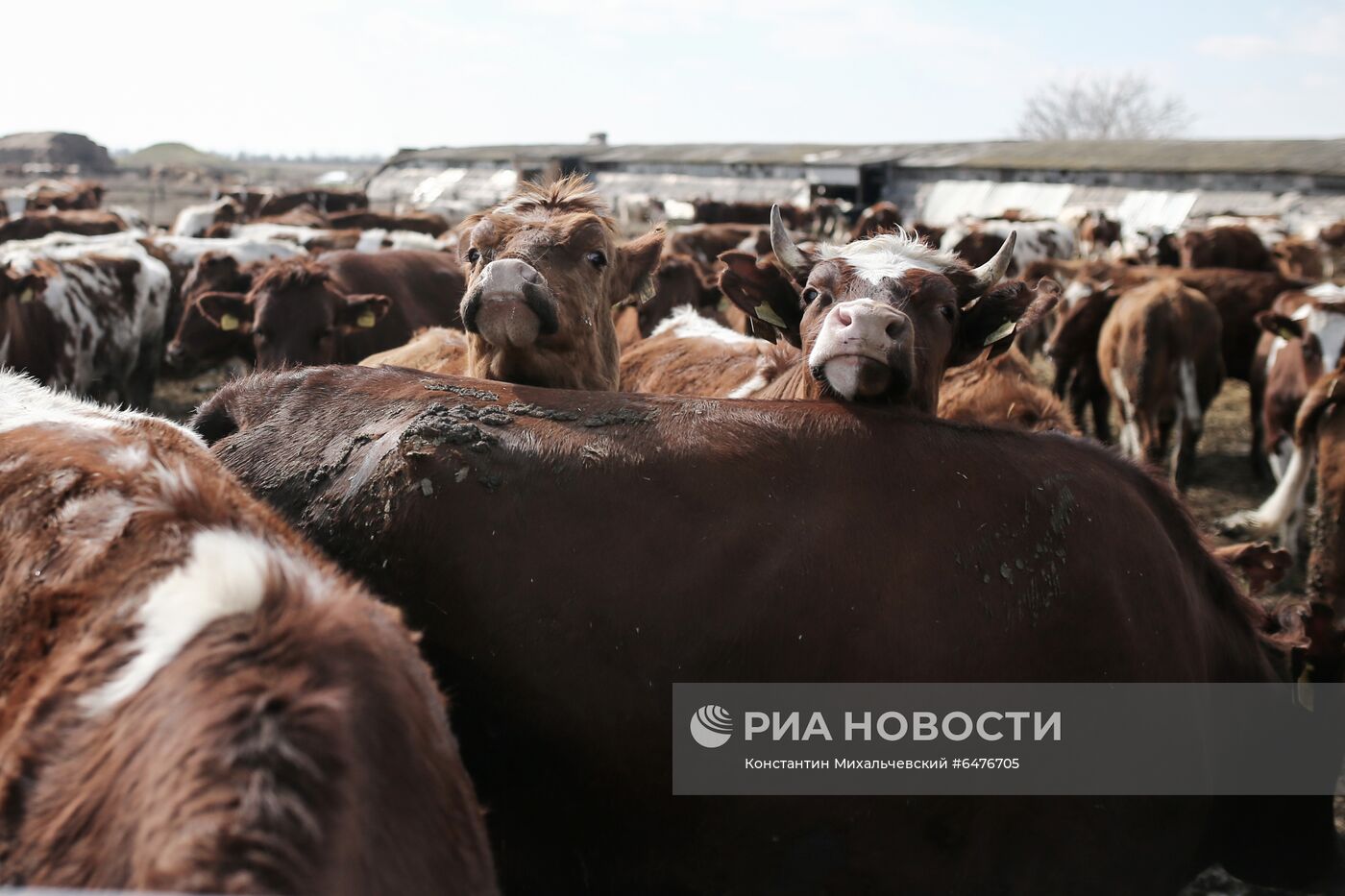 Животноводческое хозяйство "Партизан" в Крыму