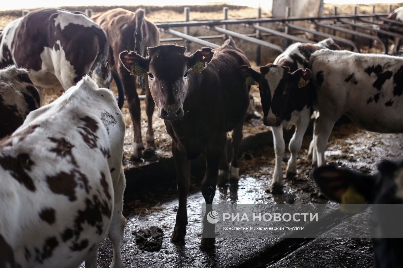 Животноводческое хозяйство "Партизан" в Крыму