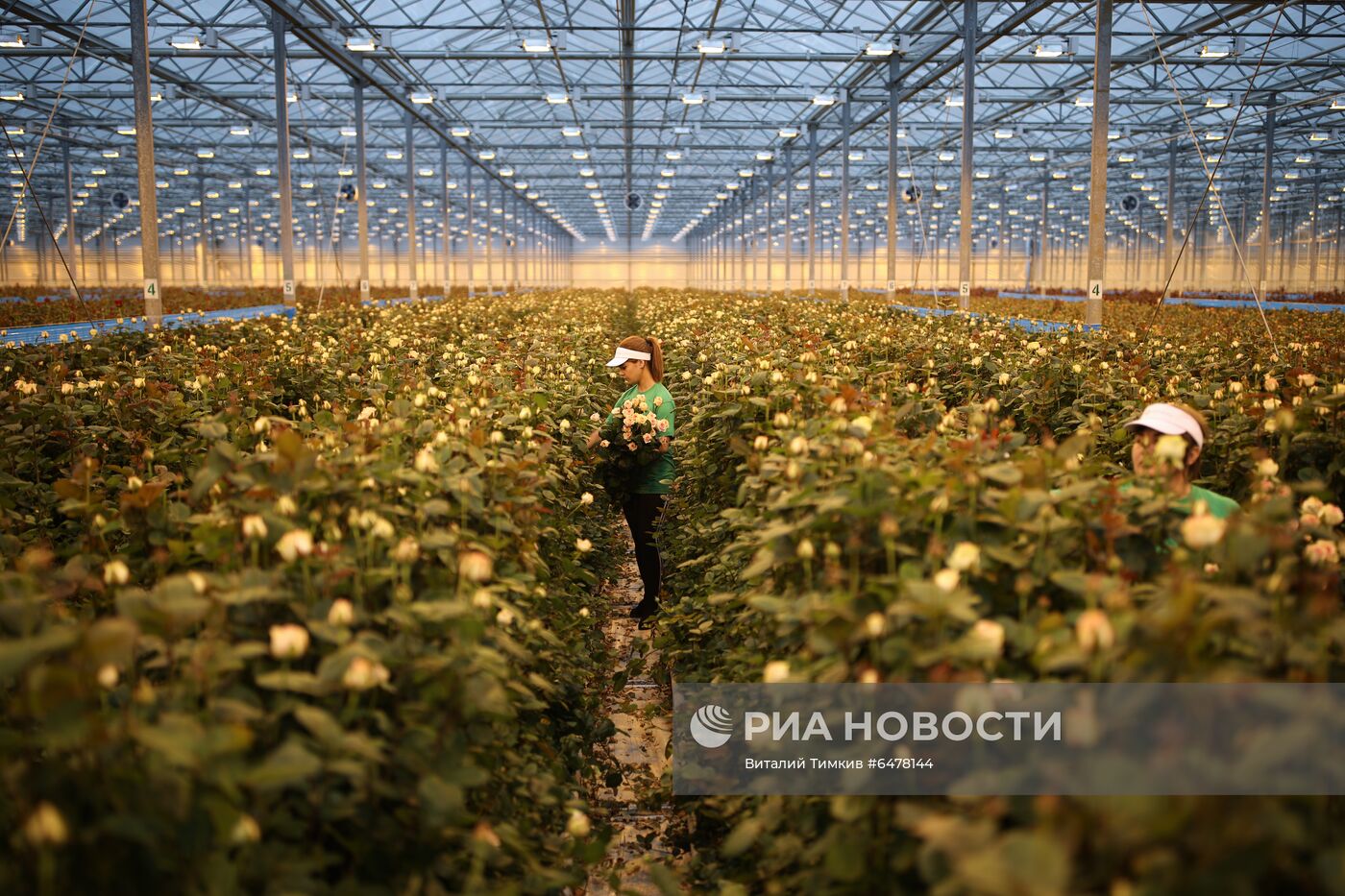 Выращивание роз в тепличном хозяйстве в Адыгее