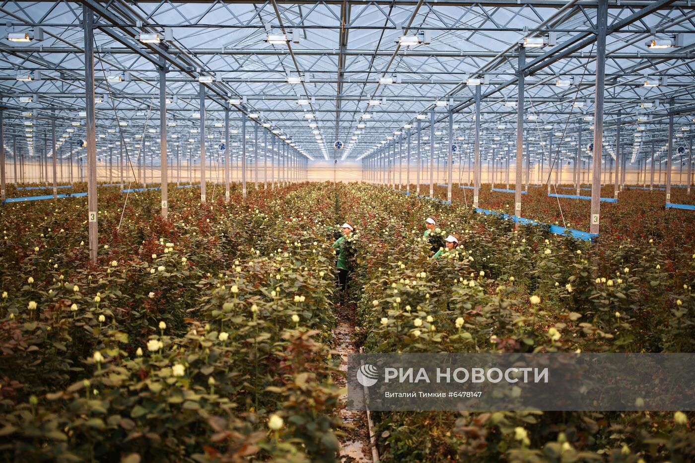 Выращивание роз в тепличном хозяйстве в Адыгее