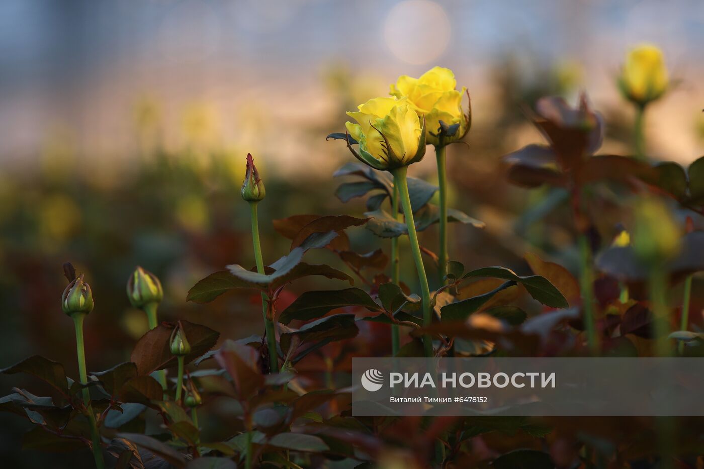 Выращивание роз в тепличном хозяйстве в Адыгее