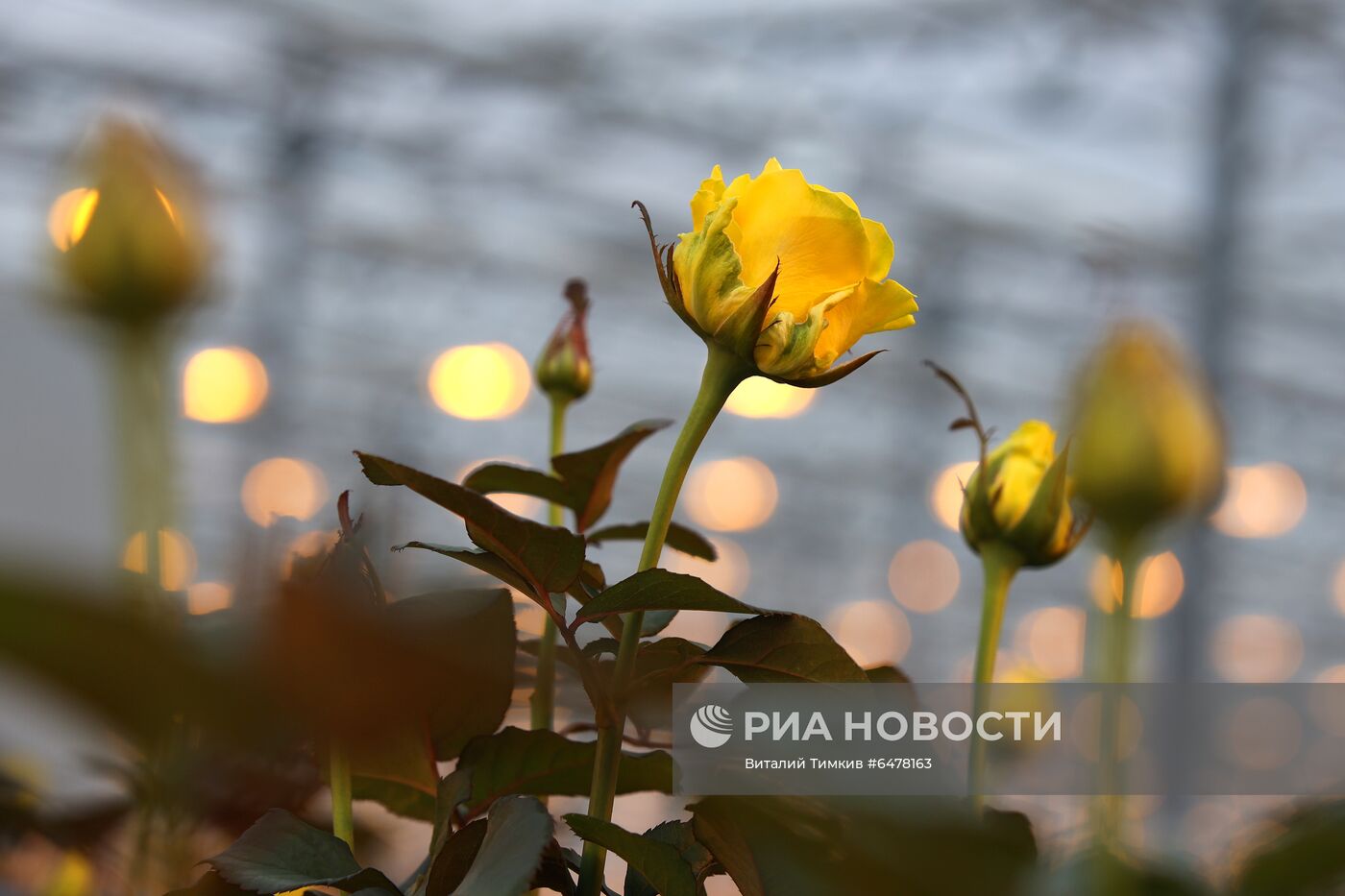 Выращивание роз в тепличном хозяйстве в Адыгее