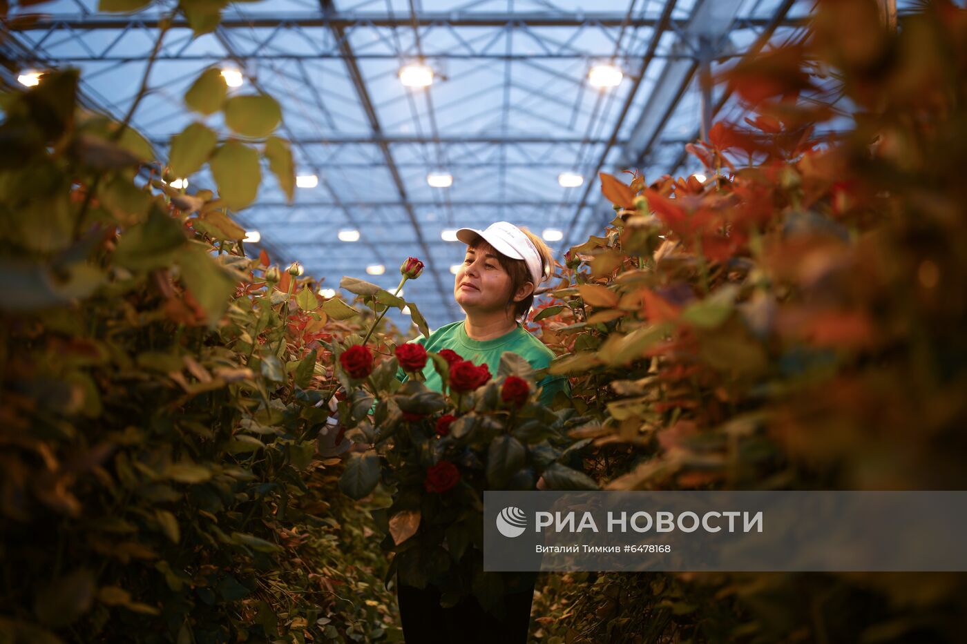 Выращивание роз в тепличном хозяйстве в Адыгее