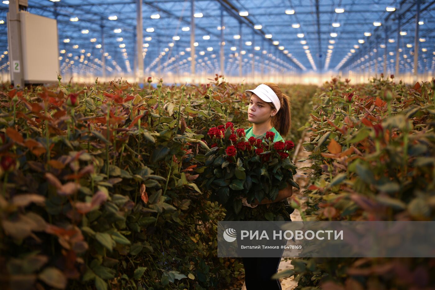 Выращивание роз в тепличном хозяйстве в Адыгее