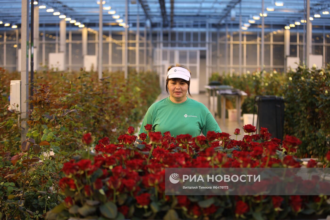Выращивание роз в тепличном хозяйстве в Адыгее