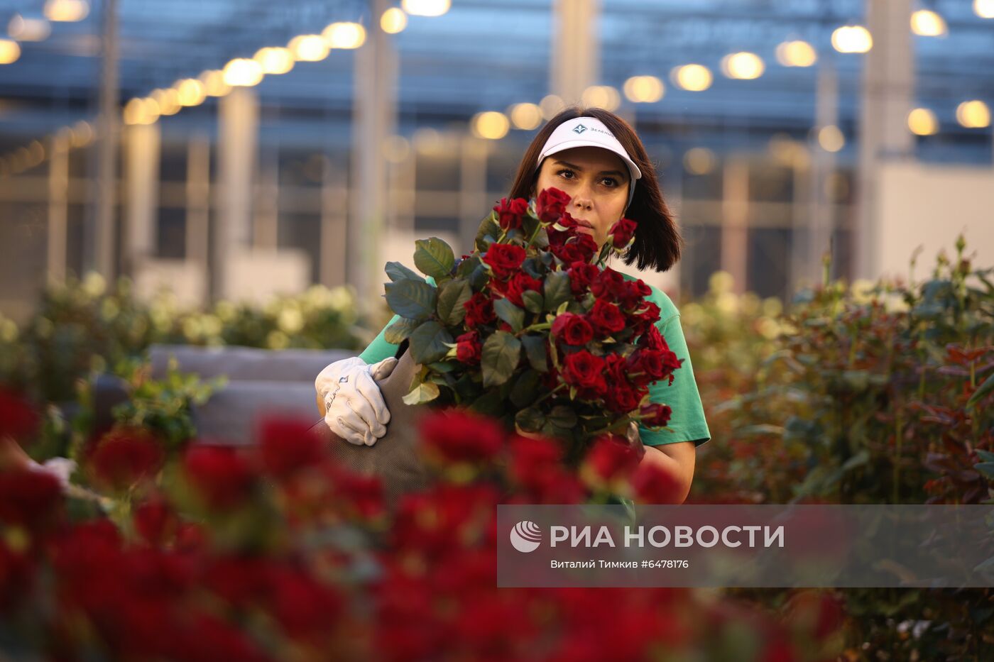 Выращивание роз в тепличном хозяйстве в Адыгее