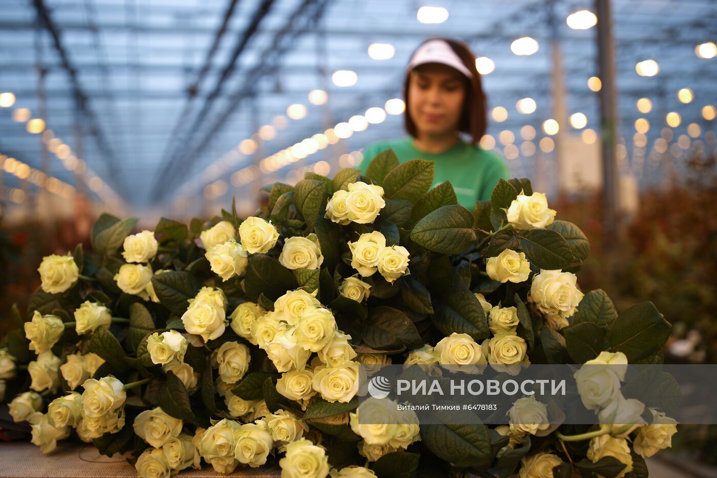 Выращивание роз в тепличном хозяйстве в Адыгее | РИА Новости Медиабанк