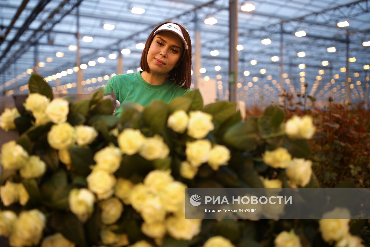 Выращивание роз в тепличном хозяйстве в Адыгее