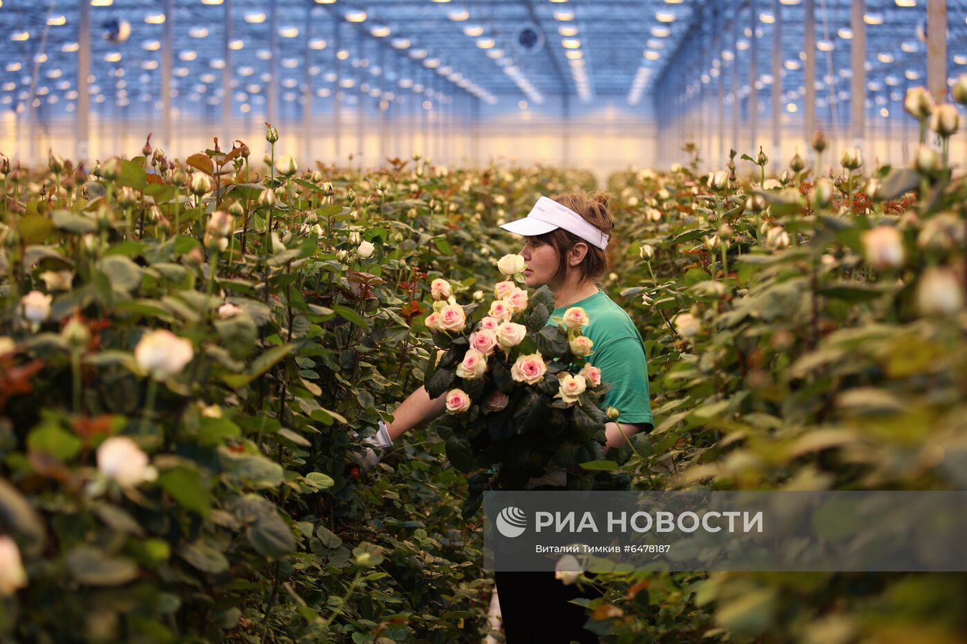 Выращивание роз в тепличном хозяйстве в Адыгее