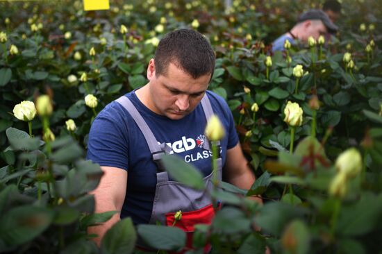 Выращивание голландских роз в тепличном комплексе в Новосибирске