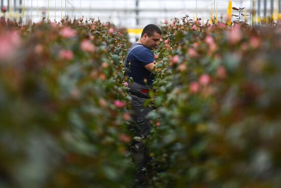 Выращивание голландских роз в тепличном комплексе в Новосибирске
