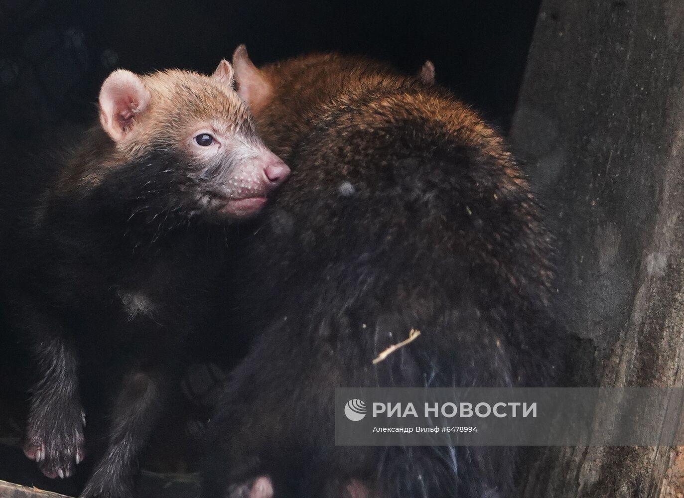 Московский зоопарк