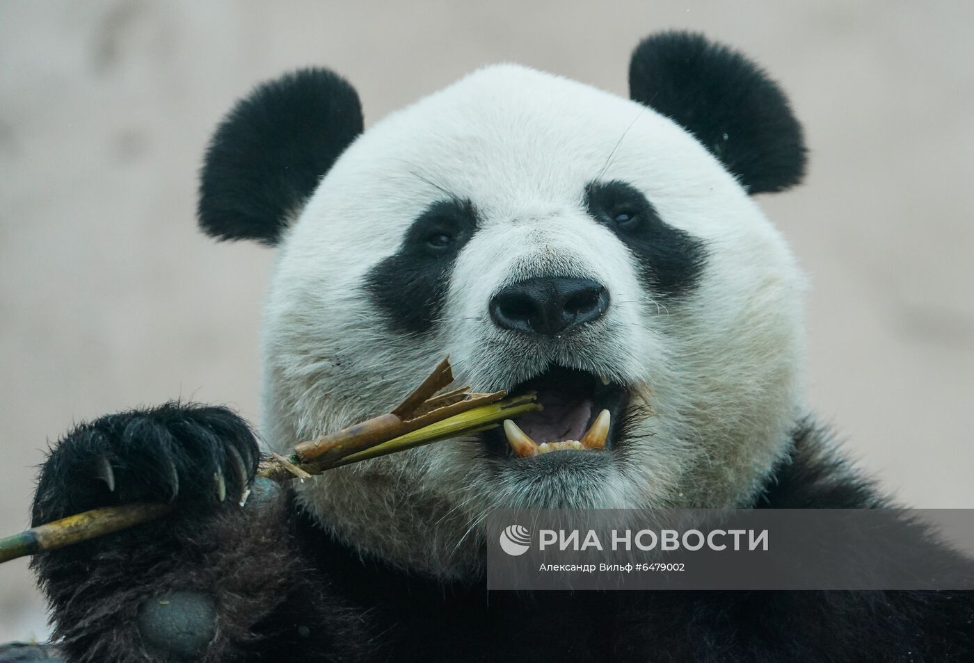 Московский зоопарк