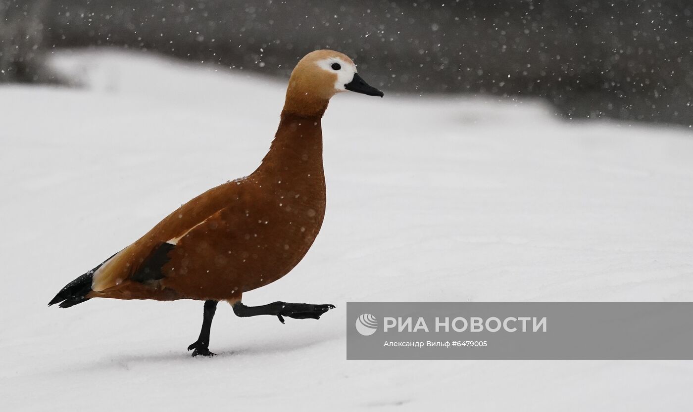 Московский зоопарк