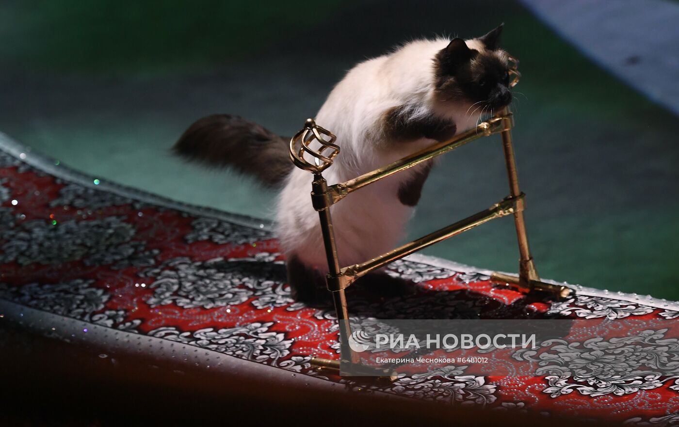 Премьера программы "Все будет хорошо!" в цирке Никулина на Цветном бульваре