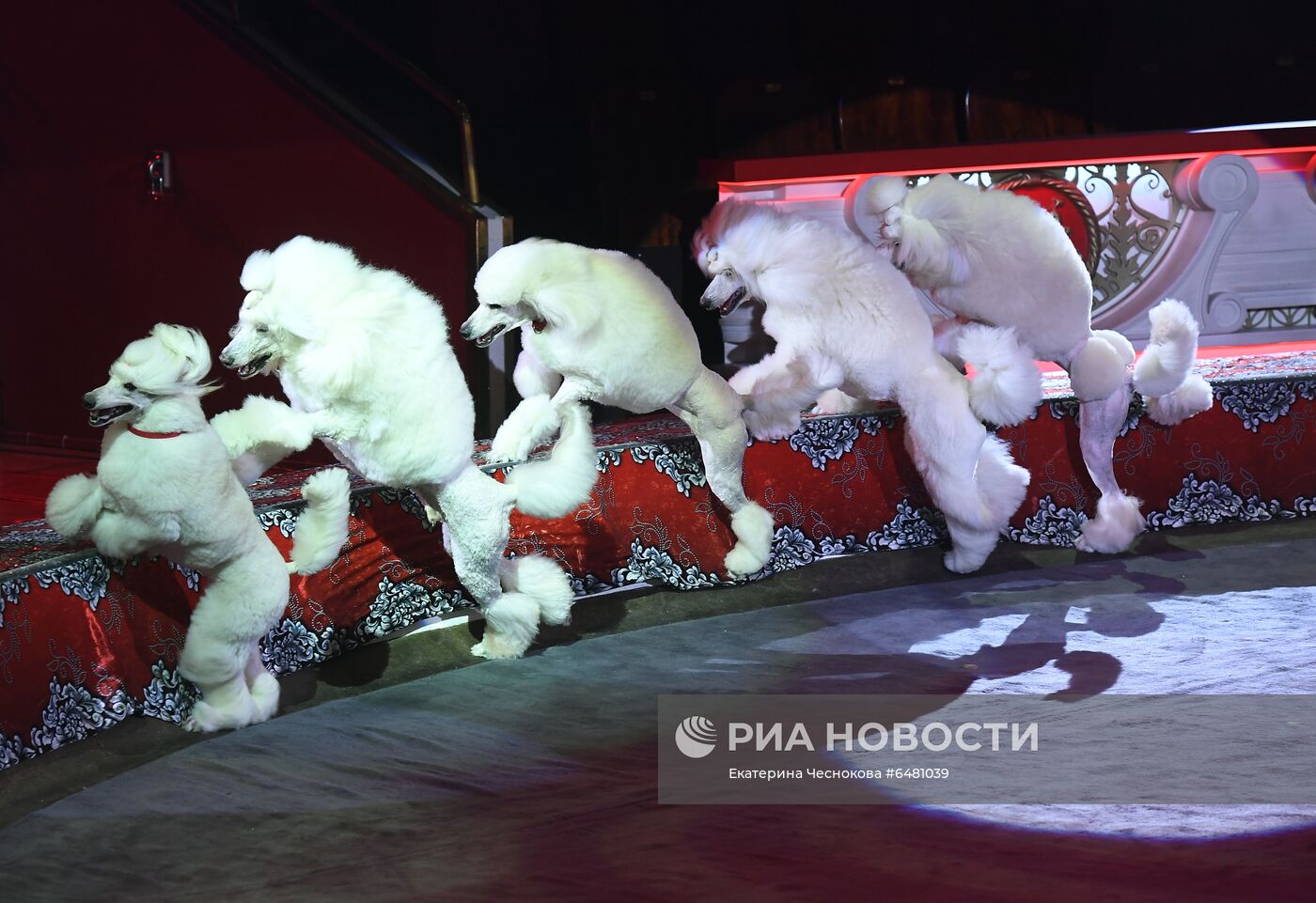 Премьера программы "Все будет хорошо!" в цирке Никулина на Цветном бульваре