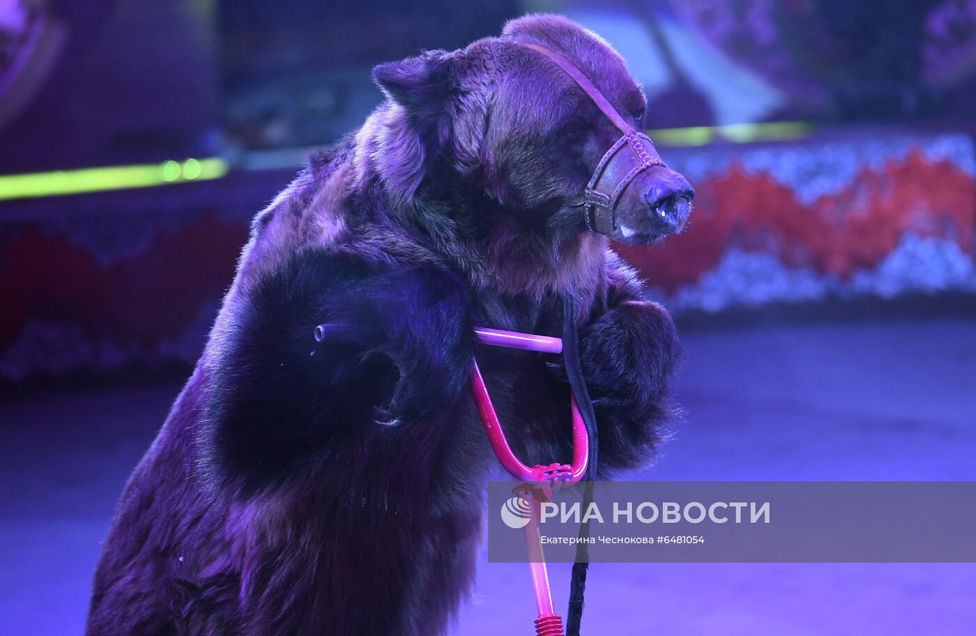 Премьера программы "Все будет хорошо!" в цирке Никулина на Цветном бульваре