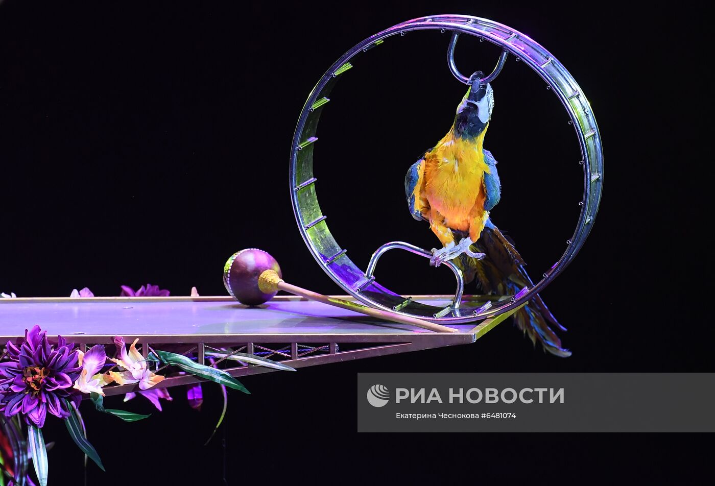 Премьера программы "Все будет хорошо!" в цирке Никулина на Цветном бульваре