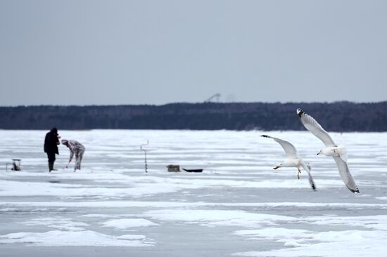Зимняя рыбалка на Финском заливе