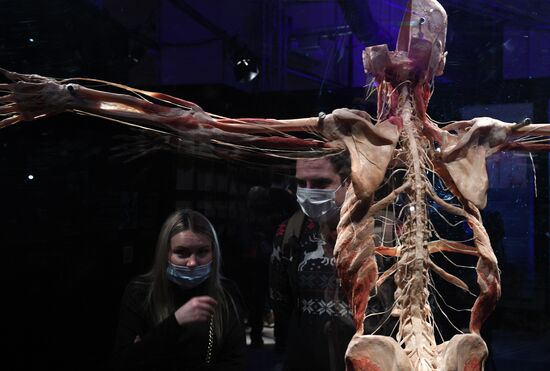 Выставка "Body Worlds. Мир тела" в Москве