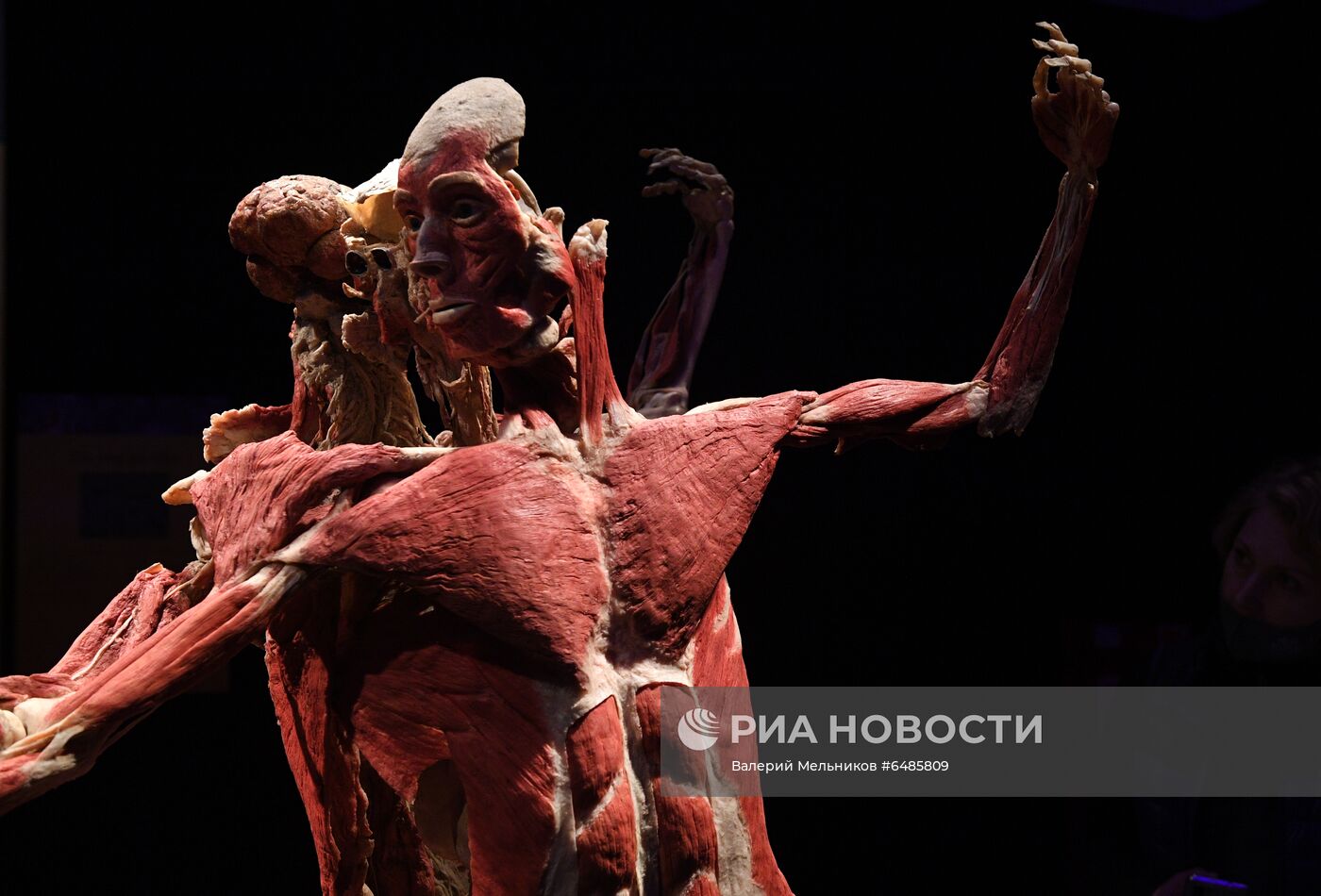 Выставка "Body Worlds. Мир тела" в Москве