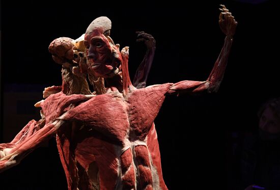 Выставка "Body Worlds. Мир тела" в Москве