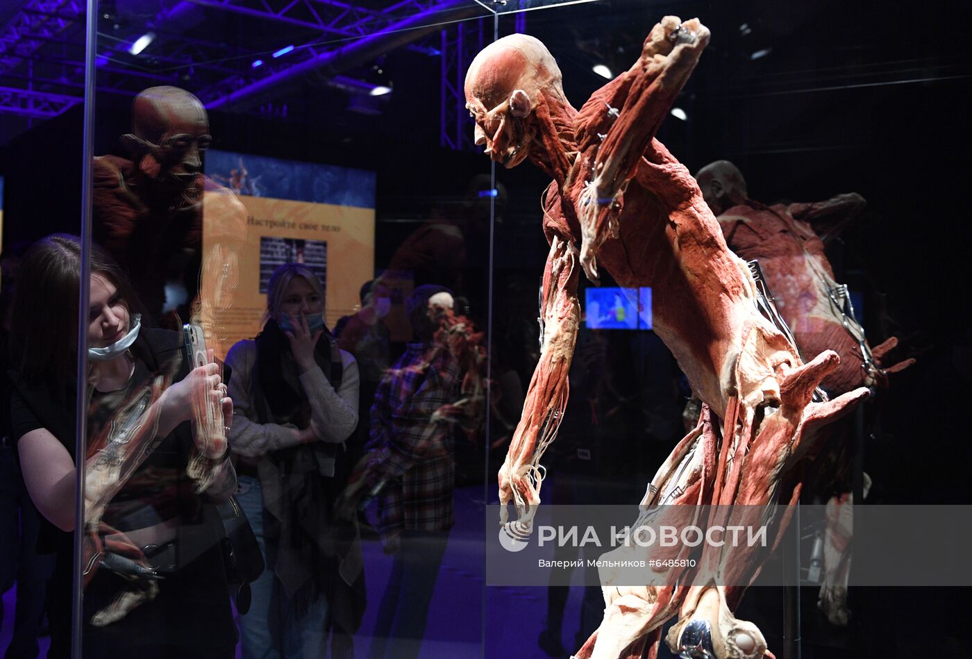 Выставка "Body Worlds. Мир тела" в Москве