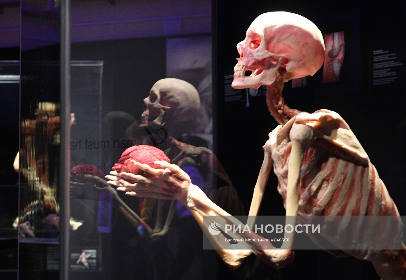 Выставка "Body Worlds. Мир тела" в Москве