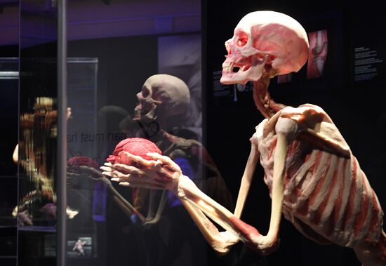 Выставка "Body Worlds. Мир тела" в Москве