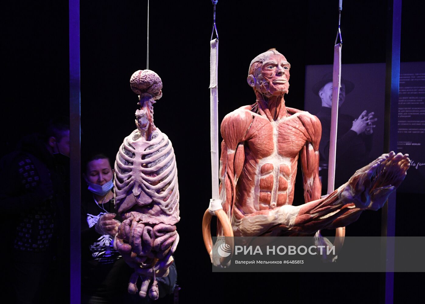 Выставка "Body Worlds. Мир тела" в Москве