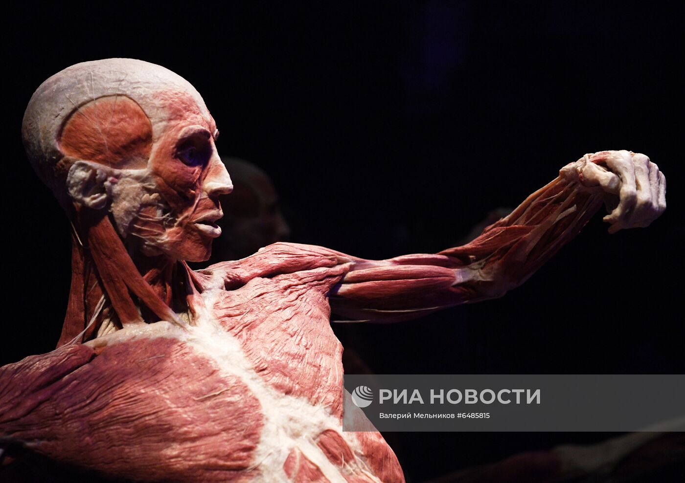 Выставка "Body Worlds. Мир тела" в Москве