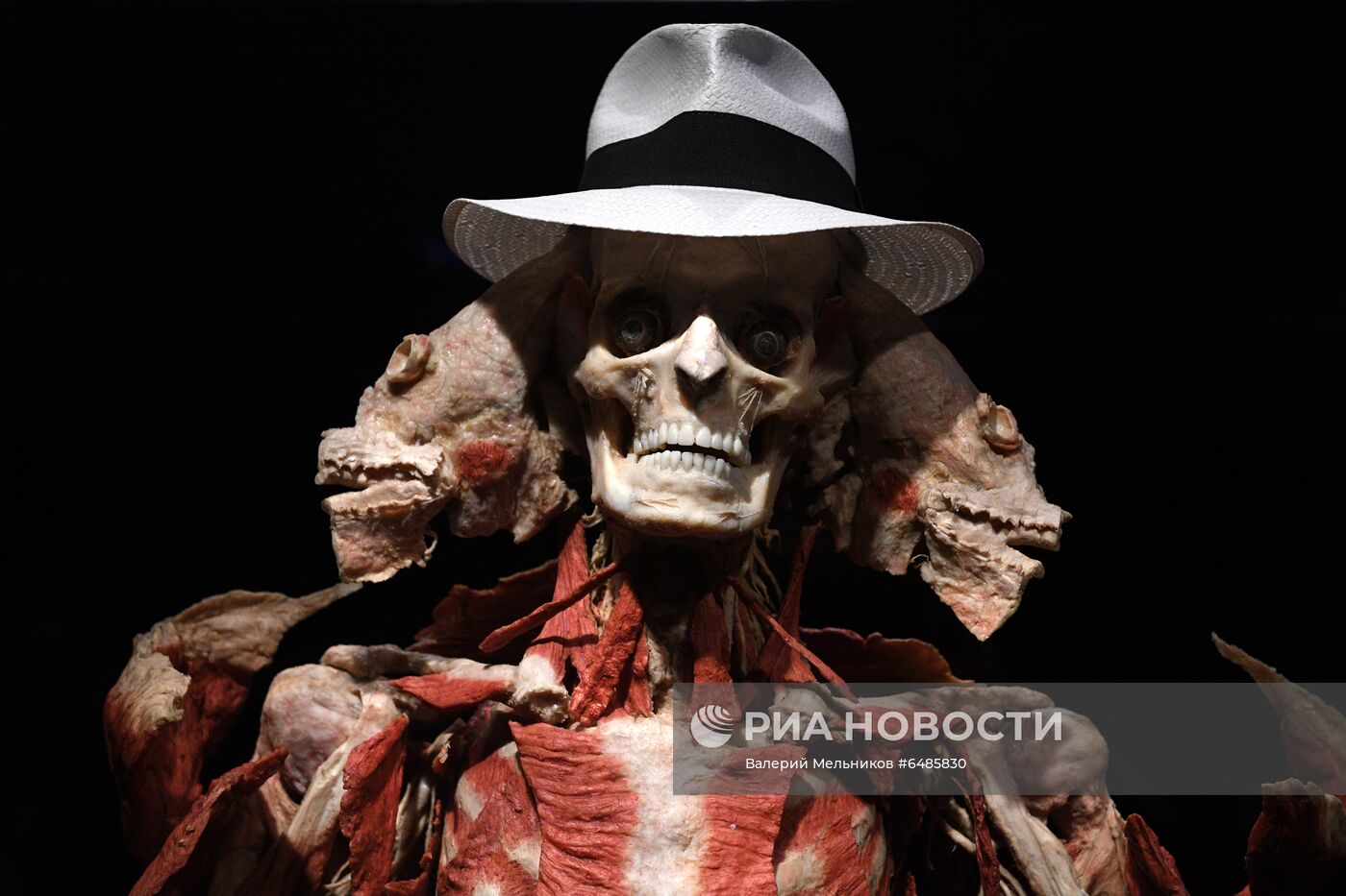 Выставка "Body Worlds. Мир тела" в Москве