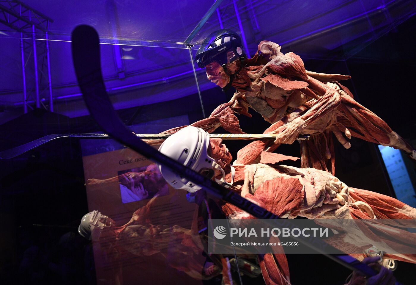 Выставка "Body Worlds. Мир тела" в Москве