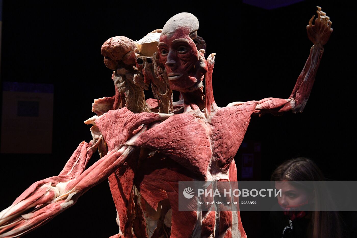 Выставка "Body Worlds. Мир тела" в Москве