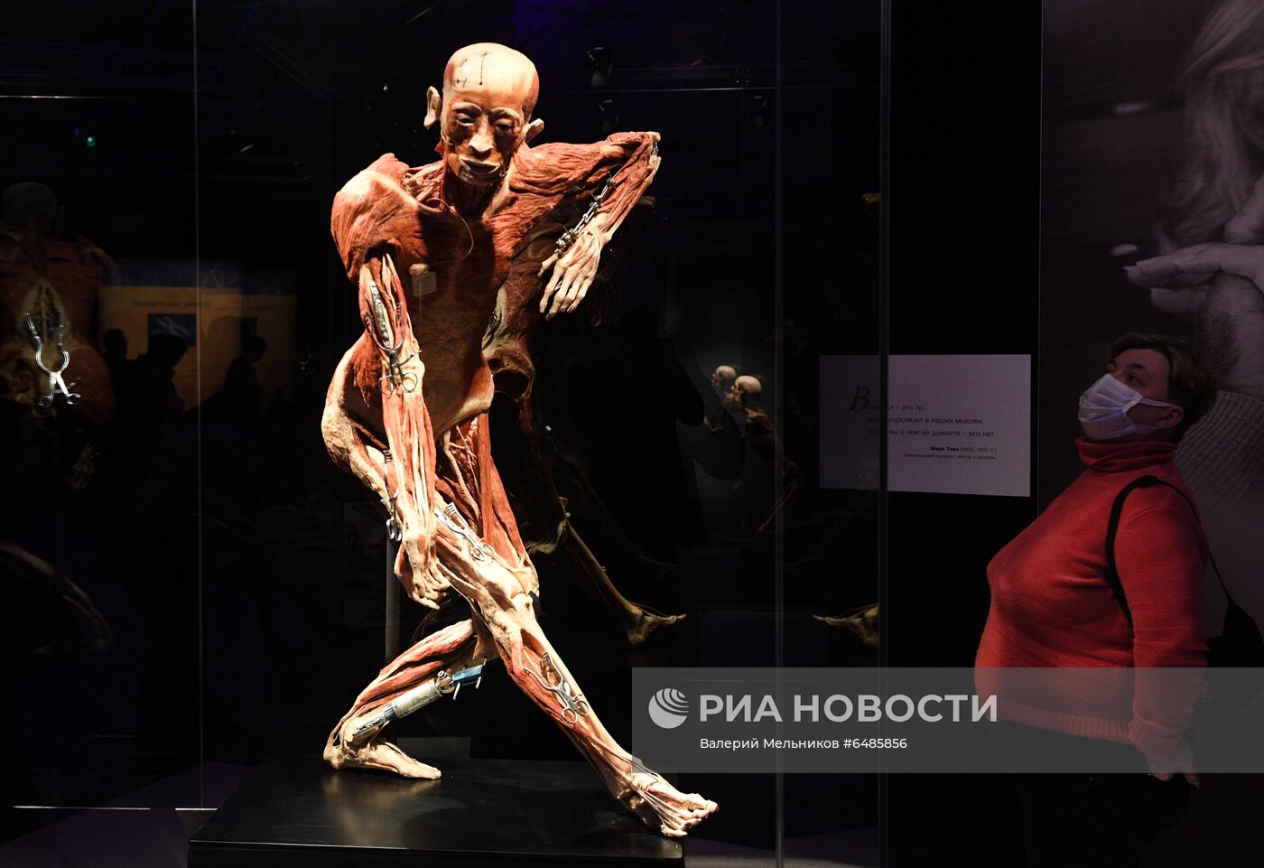 Выставка "Body Worlds. Мир тела" в Москве