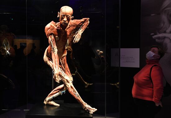 Выставка "Body Worlds. Мир тела" в Москве