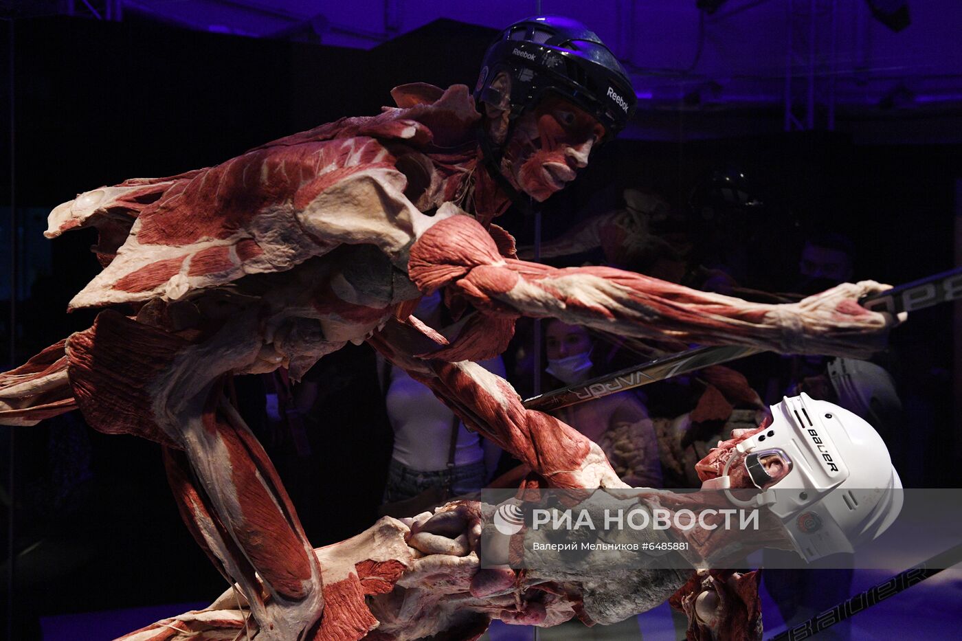 Выставка "Body Worlds. Мир тела" в Москве