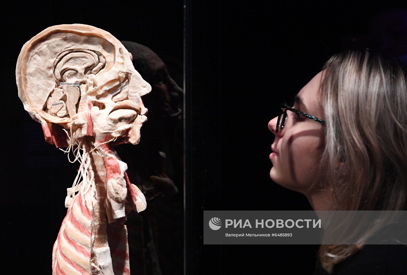 Выставка "Body Worlds. Мир тела" в Москве