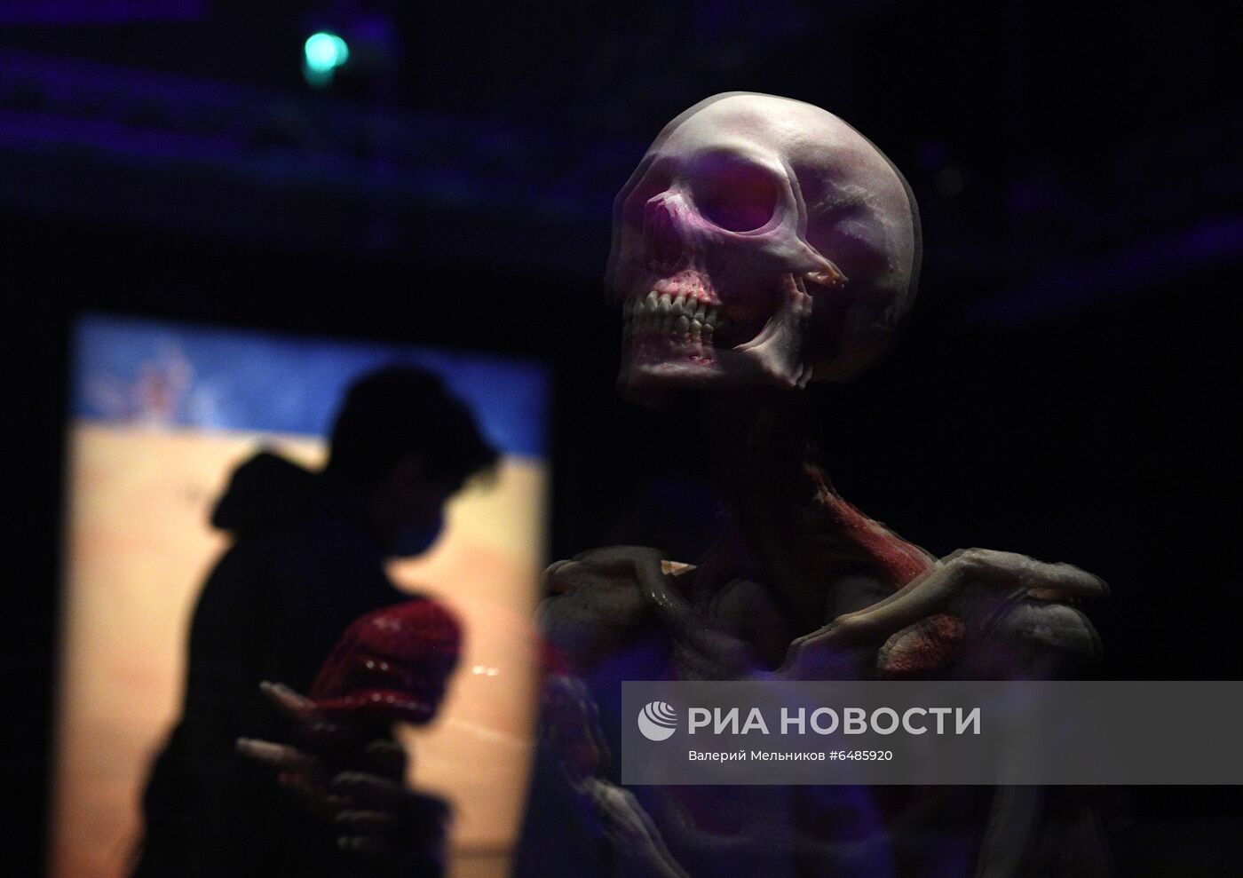 Выставка "Body Worlds. Мир тела" в Москве