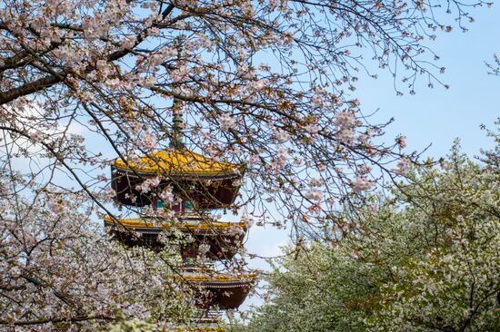 Китай через год после начала пандемии