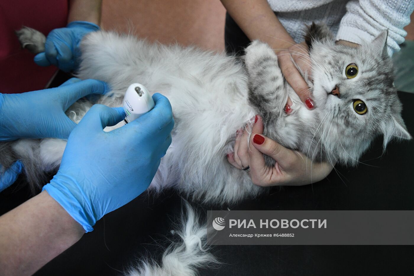 Обская городская ветеринарная клиника в Новосибирской области
