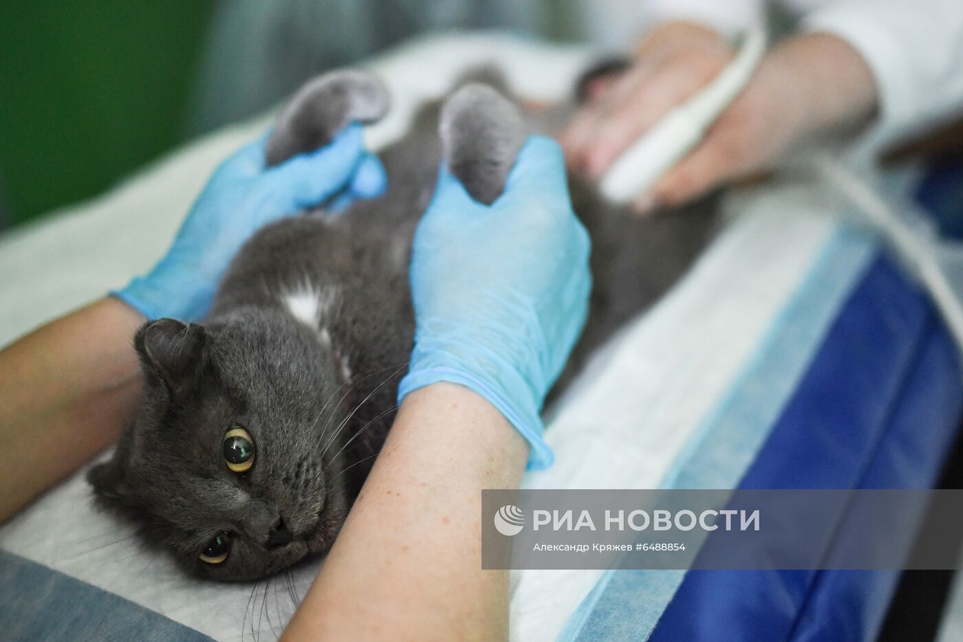 Обская городская ветеринарная клиника в Новосибирской области